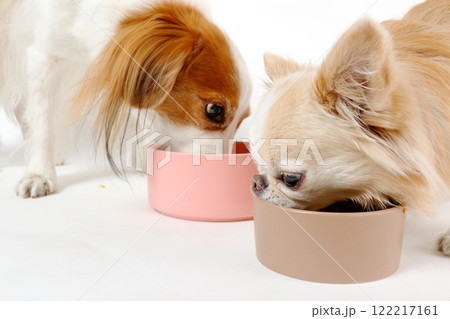 仲良く並んでご飯を食べるチワワとコーイケルホンディエ 122217161