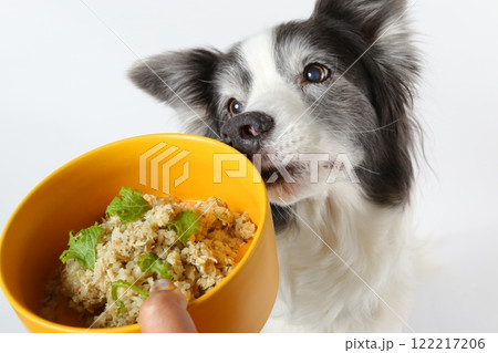健康的な手作りご飯を前に真剣な表情のボーダーコリー 122217206