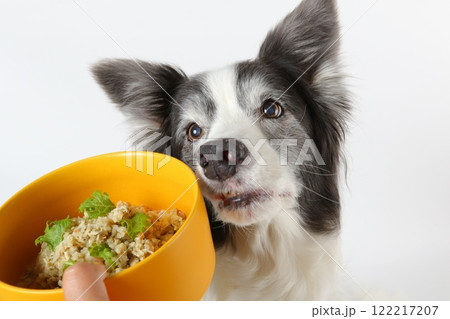健康的な手作りご飯を前に真剣な表情のボーダーコリー 健康的な手作りご飯を前に真剣な表情のボーダーコリー 122217207
