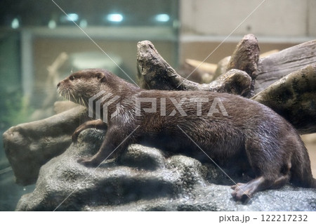 みなとやま水族館のコツメカワウソ(兵庫県神戸市) みなとやま水族館のコツメカワウソ(兵庫県神戸市) 122217232