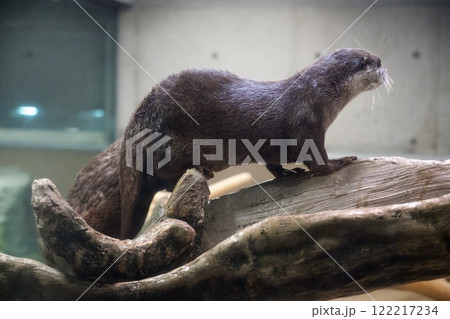 みなとやま水族館のコツメカワウソ（兵庫県神戸市） 122217234