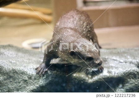 みなとやま水族館のコツメカワウソ(兵庫県神戸市) みなとやま水族館のコツメカワウソ(兵庫県神戸市) 122217236