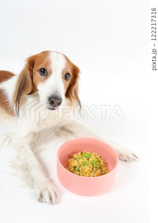 犬、ペット、わんこ、愛玩犬、いぬ、家庭犬、愛犬、飼い犬、イヌ、ドッグ、コーイケルホンディエ、コイケル 犬、ペット、わんこ、愛玩犬、いぬ、家庭犬、愛犬、飼い犬、イヌ、ドッグ、コーイケルホンディエ、コイケル 122217316