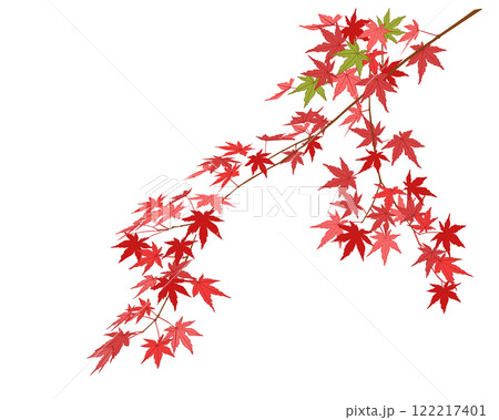 紅葉したモミジの葉 122217401