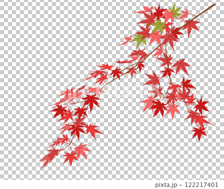 紅葉したモミジの葉 122217401