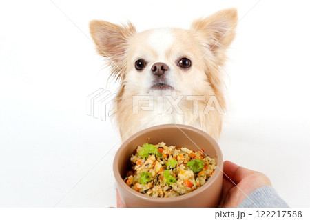 茶色いボウルに入った手作りご飯を見つめるチワワ 122217588