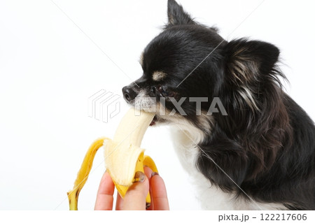 バナナを楽しそうにかじるチワワの横顔 バナナを楽しそうにかじるチワワの横顔 122217606