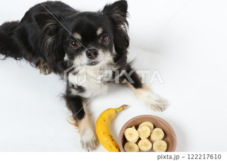 バナナと一緒に映るかわいいチワワ バナナと一緒に映るかわいいチワワ 122217610