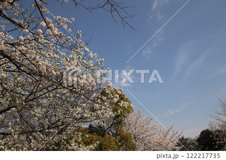 福岡市舞鶴公園の満開の桜 福岡市舞鶴公園の満開の桜 122217735