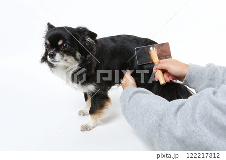 飼主さんにブラッシングを受ける黒いチワワ 飼主さんにブラッシングを受ける黒いチワワ 122217812