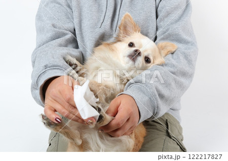 お散歩後、飼い主に足を拭かれているリラックスしたチワワ お散歩後、飼い主に足を拭かれているリラックスしたチワワ 122217827