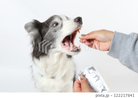 ボーダーコリーに優しく投薬を行う飼い主 122217841