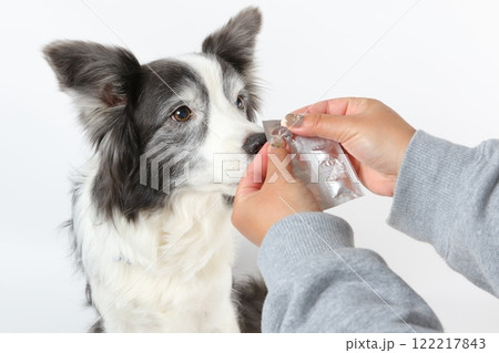 ボーダーコリーに優しく投薬を行う飼い主 ボーダーコリーに優しく投薬を行う飼い主 122217843