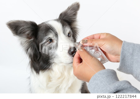 ボーダーコリーに優しく投薬を行う飼い主 ボーダーコリーに優しく投薬を行う飼い主 122217844