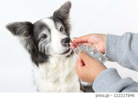 ボーダーコリーに優しく投薬を行う飼い主 122217846