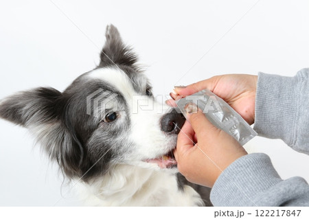 ボーダーコリーに優しく投薬を行う飼い主 122217847