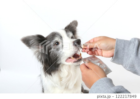 ボーダーコリーに優しく投薬を行う飼い主 ボーダーコリーに優しく投薬を行う飼い主 122217849