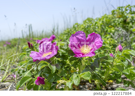 ハマナス　ヨコスト湿原　白老町 122217884