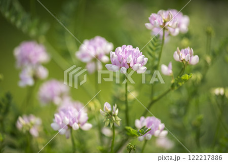 タマザキクサフジ　札幌市 122217886