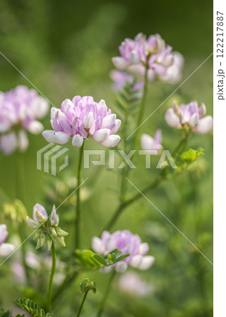 タマザキクサフジ　札幌市 122217887