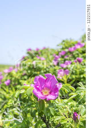 ハマナス　ヨコスト湿原　白老町 122217931