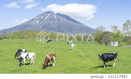 初夏の牧場と羊蹄山　16:9　ニセコ町 122217981