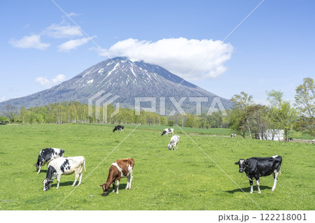 初夏の牧場と羊蹄山 ニセコ町 初夏の牧場と羊蹄山 ニセコ町 122218001