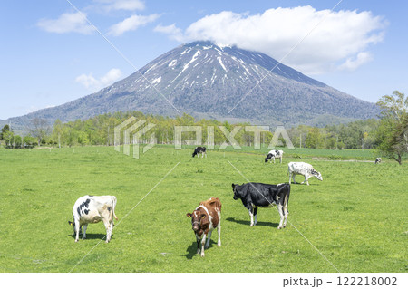 初夏の牧場と羊蹄山 ニセコ町 初夏の牧場と羊蹄山 ニセコ町 122218002