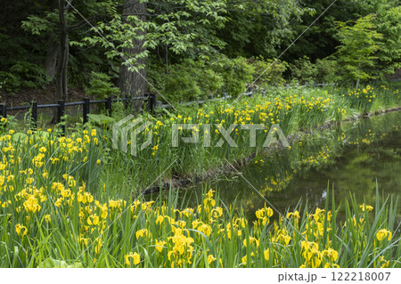 キショウブ　エドウィン・ダン記念公園　札幌市 122218007