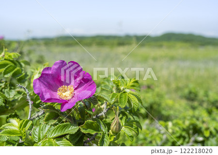 ハマナス　ヨコスト湿原　白老町 122218020