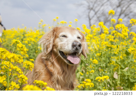 菜の花畑に佇む笑顔のゴールデンレトリバー 122218033