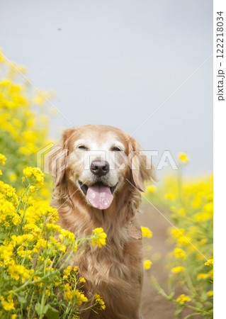 菜の花畑に佇む笑顔のゴールデンレトリバー 122218034