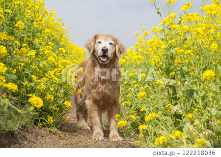 菜の花畑に佇む笑顔のゴールデンレトリバー 122218036