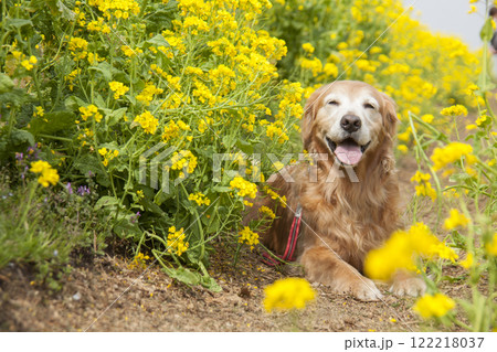 菜の花畑に佇む笑顔のゴールデンレトリバー 菜の花畑に佇む笑顔のゴールデンレトリバー 122218037