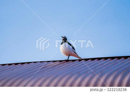 羽を休めるセグロセキレイ 羽を休めるセグロセキレイ 122218236