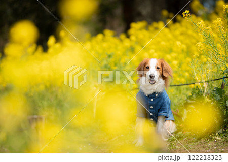 菜の花畑にたたずむデニムシャツのコーイケルホンディエ 122218323
