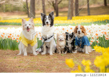 花畑の前で並ぶ仲良し5匹の犬たち 122218414
