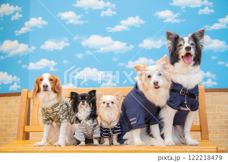 青空を背景に並ぶおしゃれな5匹のワンコたち 青空を背景に並ぶおしゃれな5匹のワンコたち 122218479