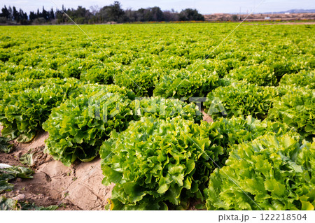 Beds with green endive on the field Beds with green endive on the field 122218504