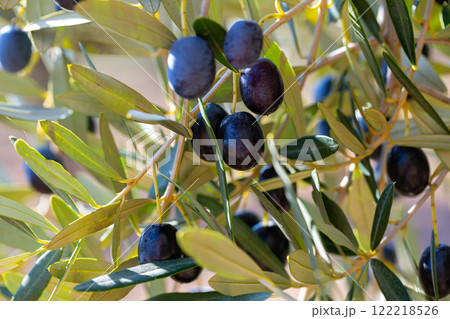 Black olives on tree on a sunny day Black olives on tree on a sunny day 122218526