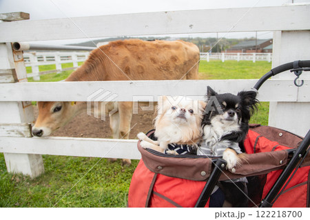 牧場カートからの観察、牛との出会い 122218700