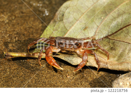 サワガニ 122218756