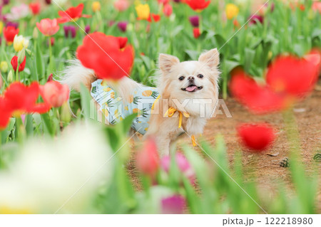 チューリップ畑で微笑むチワワ 122218980