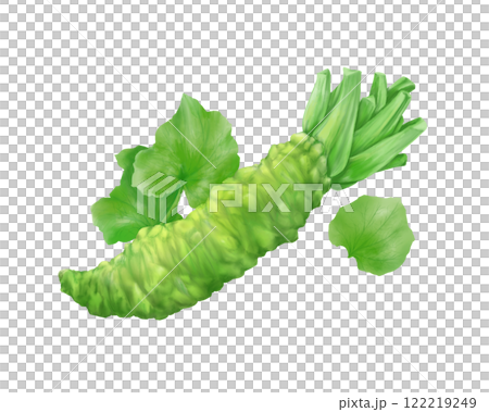 Realistic watercolor illustration of wasabi rhizome and leaves 122219249