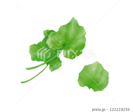 本わさびの葉のリアルな水彩イラスト 122219250