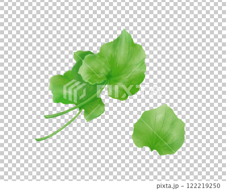 本わさびの葉のリアルな水彩イラスト 122219250