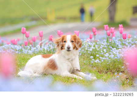 ネモフィラとチューリップの花畑でくつろぐコイケルホンディエ ネモフィラとチューリップの花畑でくつろぐコイケルホンディエ 122219265