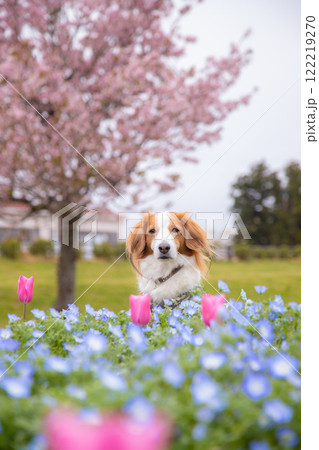 ネモフィラとチューリップの花畑でくつろぐコイケルホンディエ ネモフィラとチューリップの花畑でくつろぐコイケルホンディエ 122219270