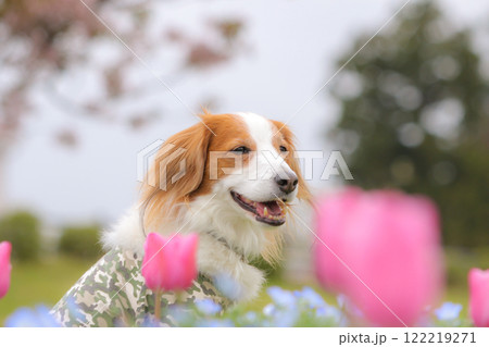 ネモフィラとチューリップの花畑でくつろぐコイケルホンディエ 122219271