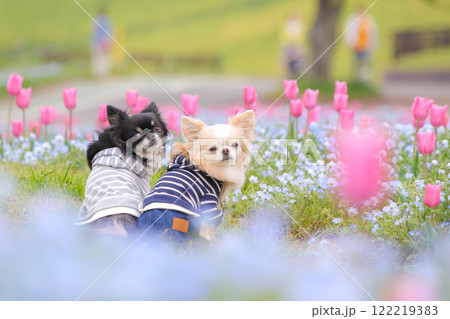 春の花畑で寄り添う二匹のチワワ 春の花畑で寄り添う二匹のチワワ 122219383